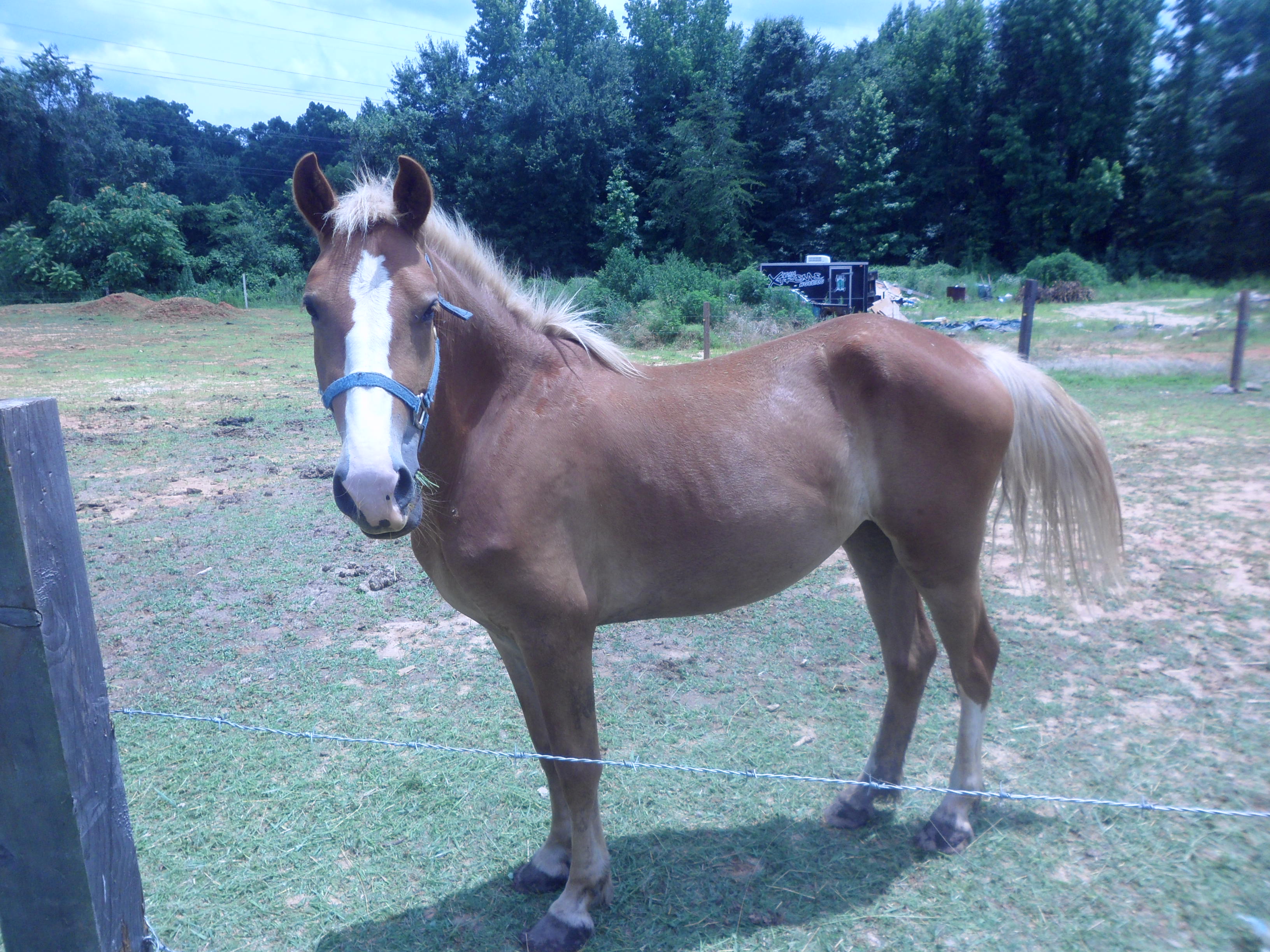 Rescue Horse