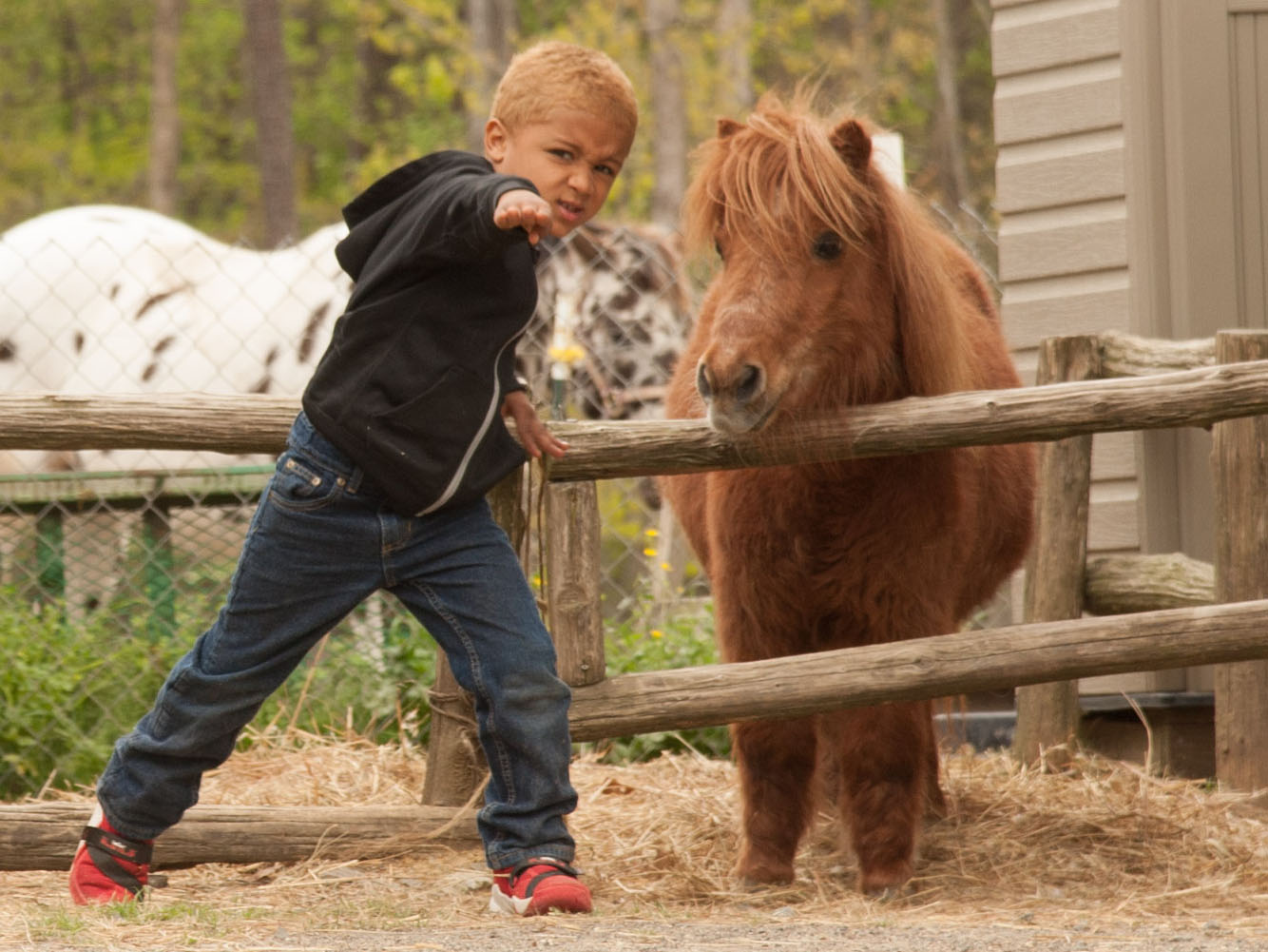 Camp Kid Enjoying DBF's Miniature Horse, Summer